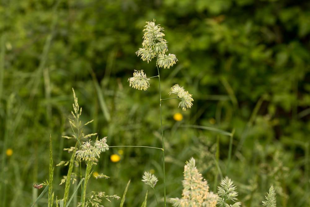 Dactyle aggloméré, Pied-de-poule Dactylis glomerata L., 1753