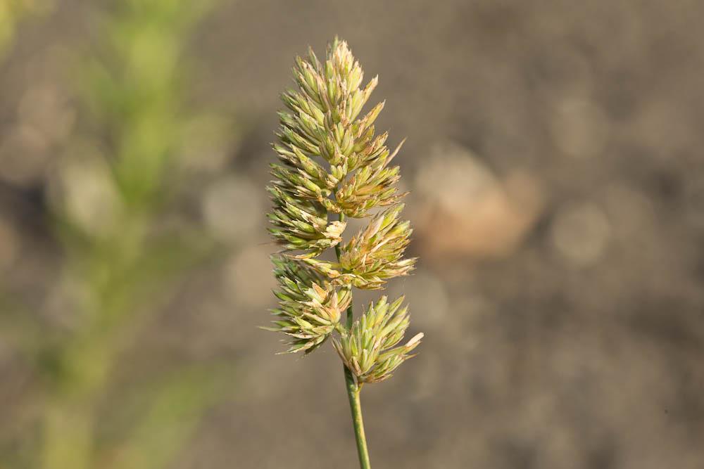 Dactyle aggloméré, Pied-de-poule Dactylis glomerata L., 1753