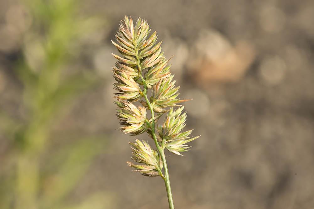 Dactyle aggloméré, Pied-de-poule Dactylis glomerata L., 1753