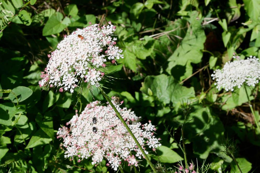 Carotte sauvage, Daucus carotte Daucus carota L., 1753