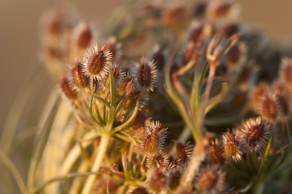 Carotte sauvage, Daucus carotte Daucus carota L., 1753