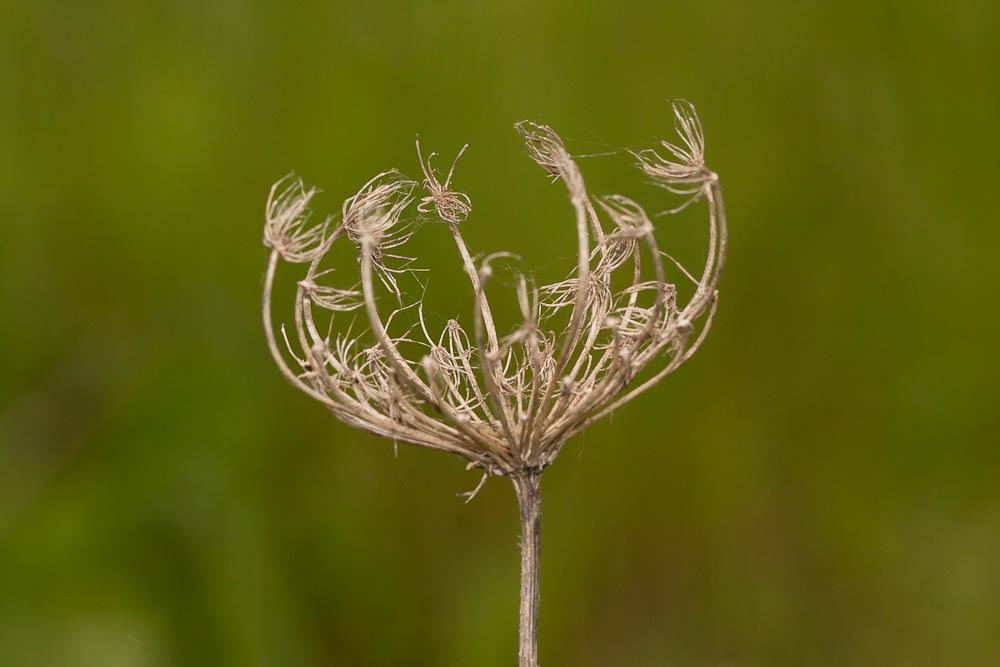 Carotte sauvage, Daucus carotte Daucus carota L., 1753