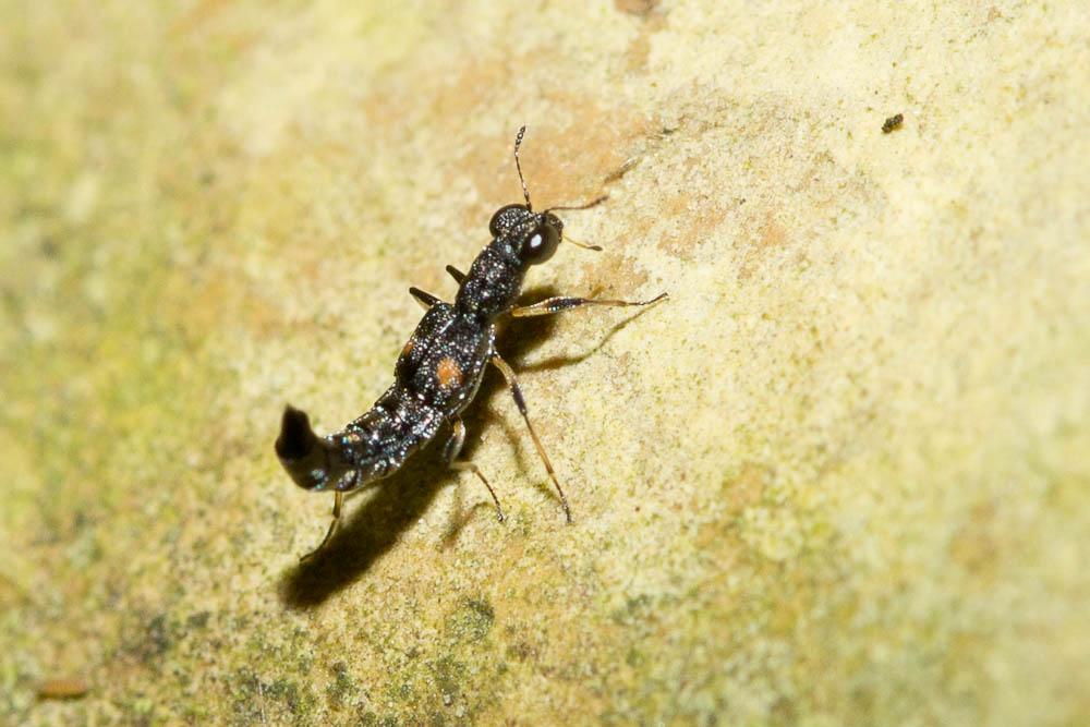 Stenus guttula P. Müller, 1821