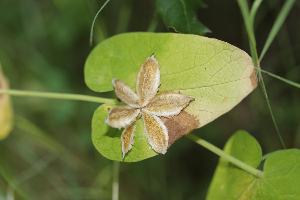Aristoloche à feuilles rondes, Aristoloche arrondi Aristolochia rotunda L., 1753