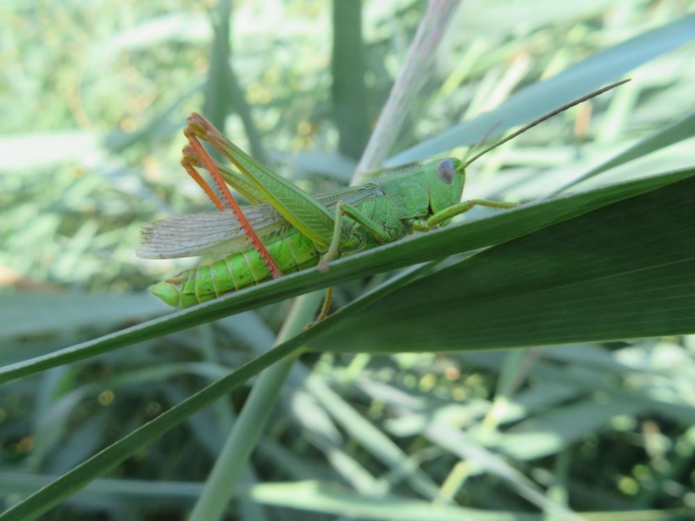 Criquet des marais, Criquet des Joncs Chorthippus jucundus (Fischer, 1853)