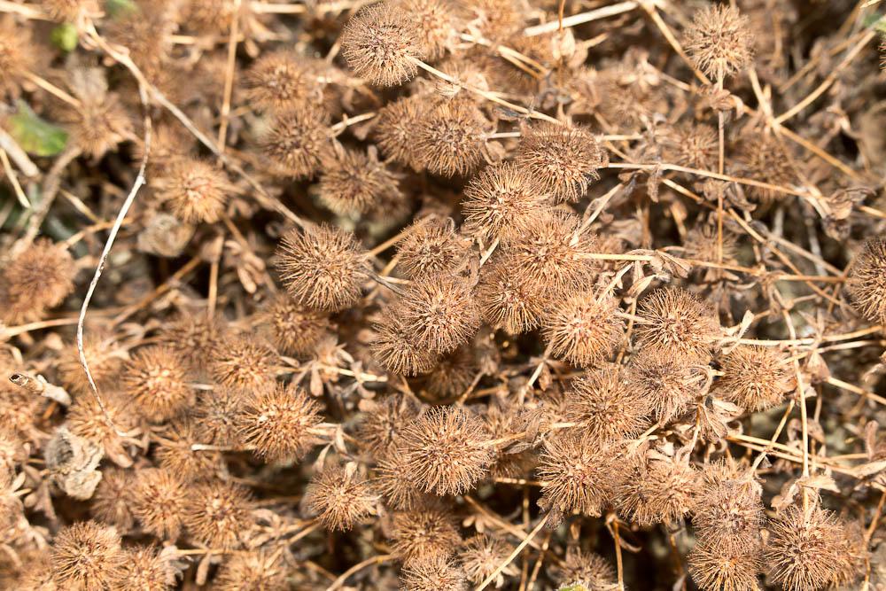 Trèfle fausse-bardane Trifolium lappaceum L., 1753