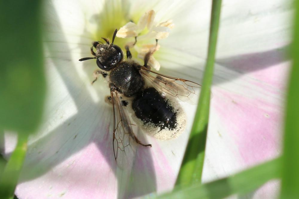 Systropha curvicornis (Scopoli, 1770)