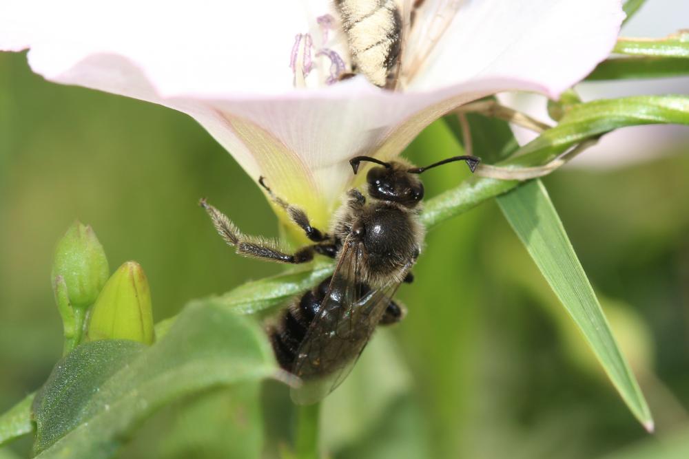  Systropha curvicornis (Scopoli, 1770)