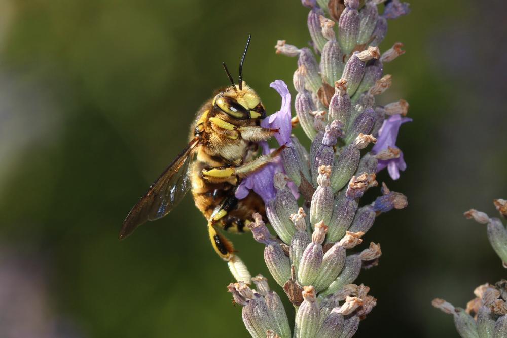 Anthidium florentinum (Fabricius, 1775)