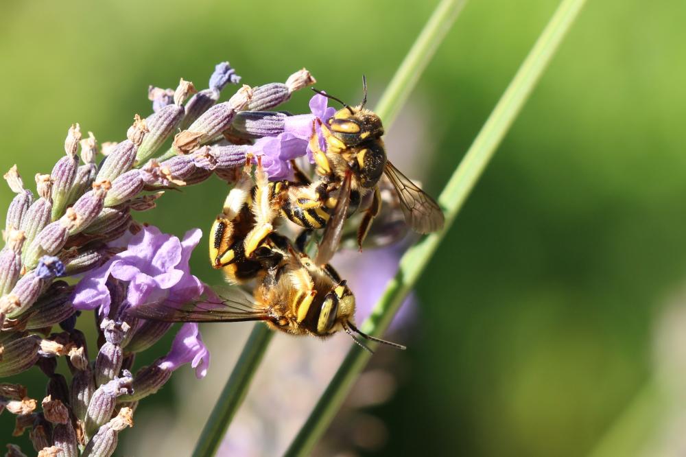  Anthidium florentinum (Fabricius, 1775)