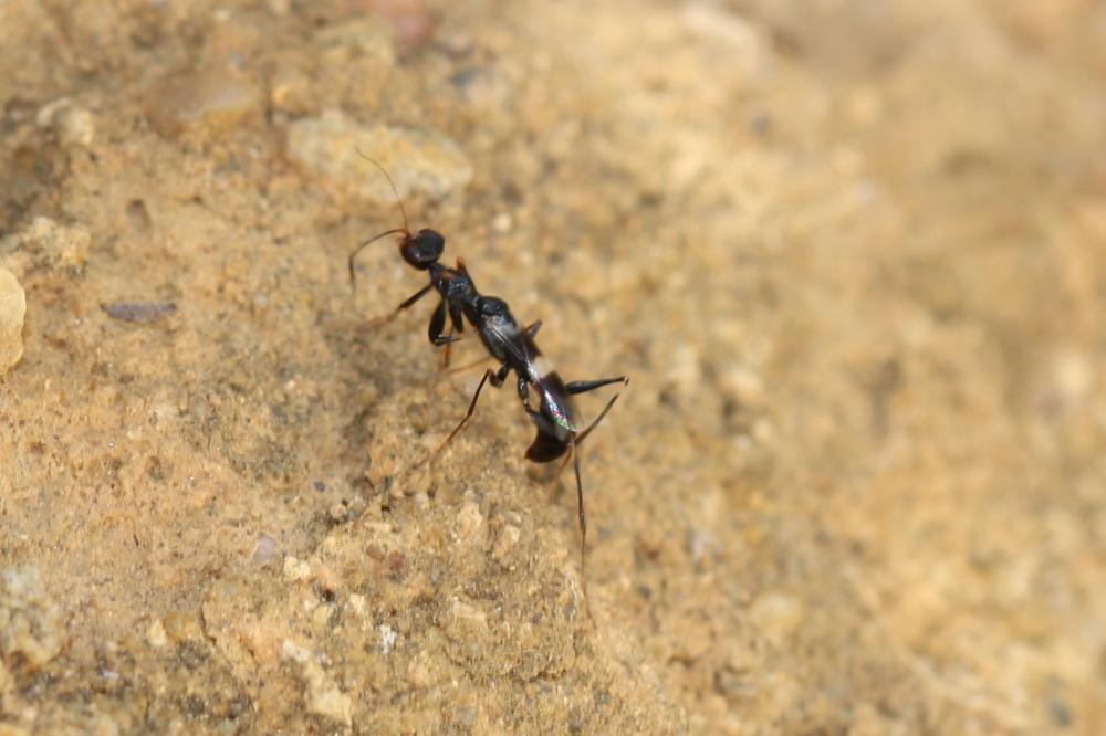 Neodryinus typhlocybae (Ashmead, 1893)