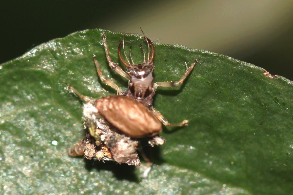  Chrysopidae Schneider, 1851