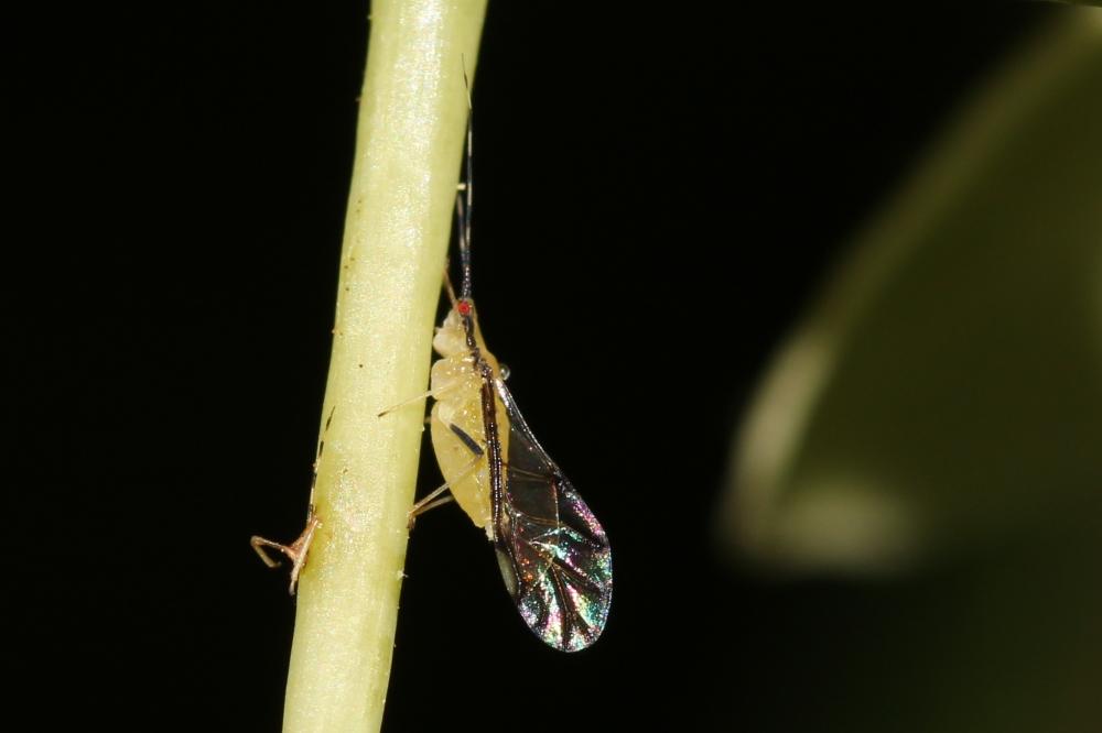  Eucallipterus tiliae (Linnaeus, 1758)