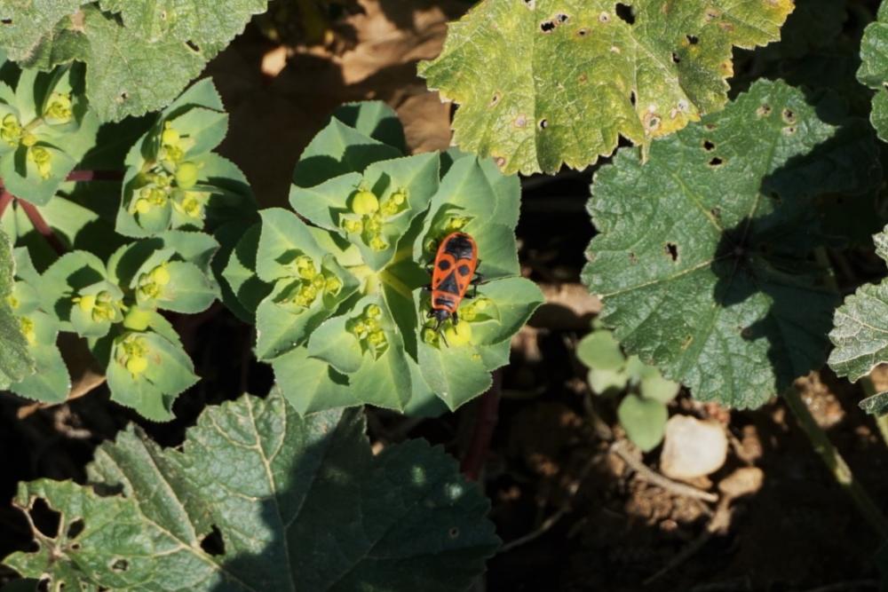 Gendarme, Pyrrhocore, Soldat, Suisse Pyrrhocoris apterus (Linnaeus, 1758)
