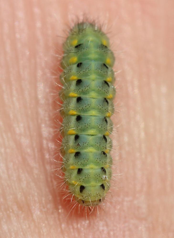 Zygène des garrigues (La), Zygène rubiconde (La),  Zygaena erythrus (Hübner, 1806)