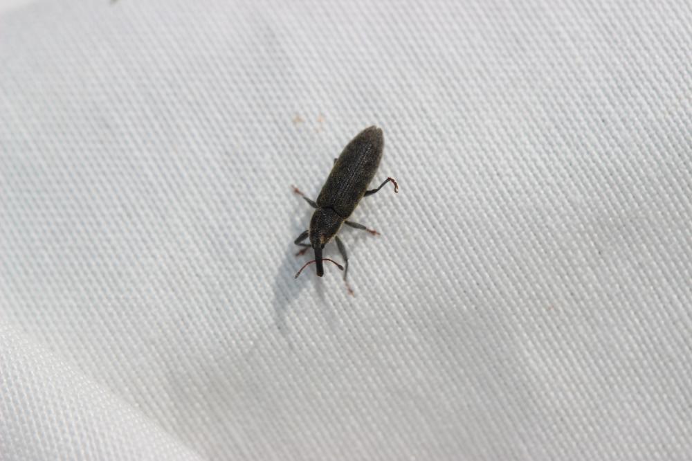 Lixus filiformis (Fabricius, 1781)