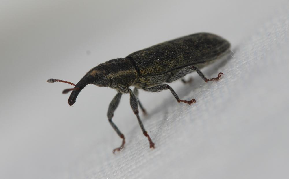  Lixus filiformis (Fabricius, 1781)