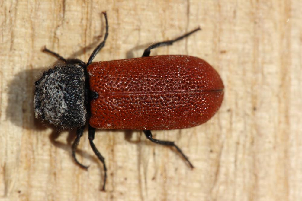 Bostrichus capucinus (Linnaeus, 1758)
