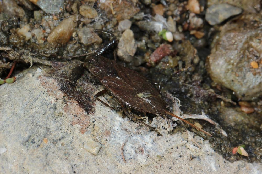 Nèpe cendrée, Nèpe rousse, Scorpion d'eau, Punaise Nepa cinerea Linnaeus, 1758
