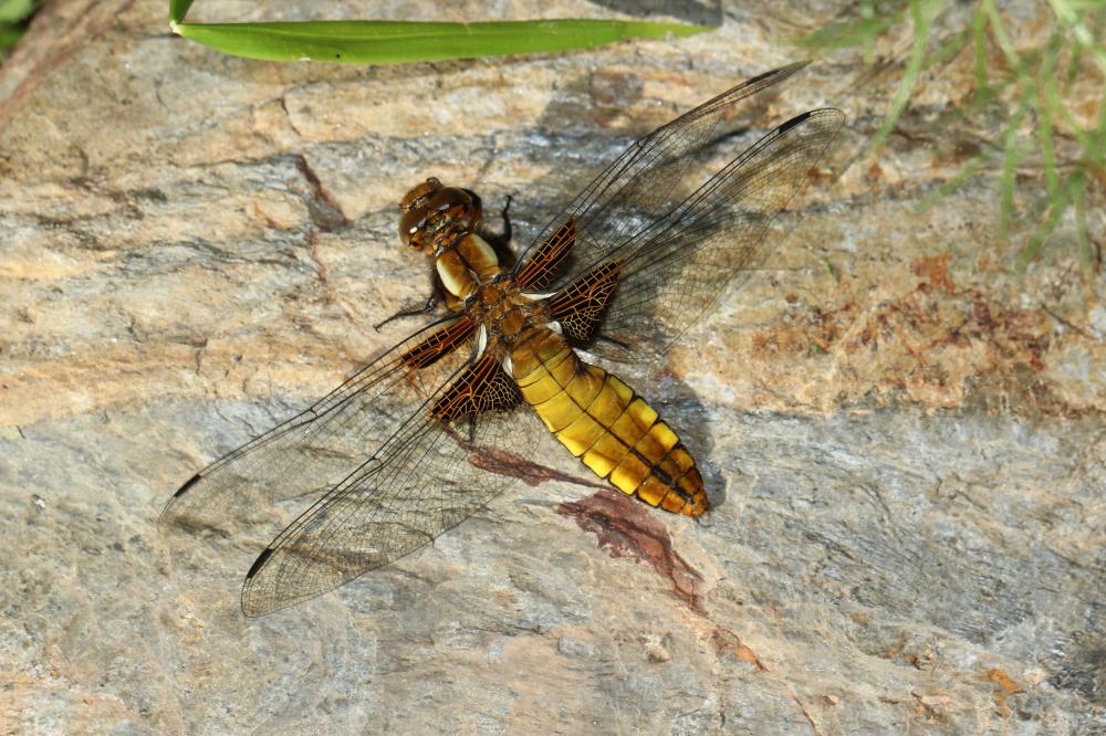 Libellule déprimée (La) Libellula depressa Linnaeus, 1758