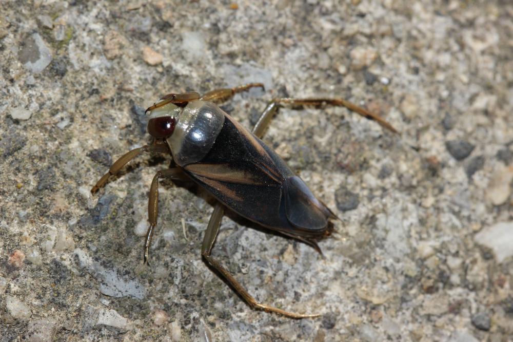 Notonecta obliqua Gallèn in Thunberg, 1787