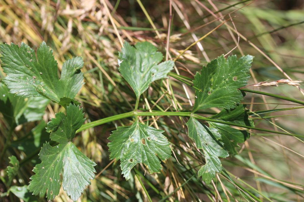 Céleri, Cèleri Apium graveolens L., 1753