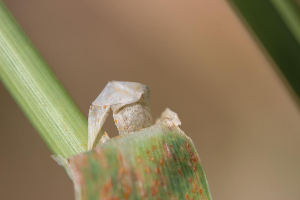 Alpiste aquatique Phalaris aquatica L., 1755
