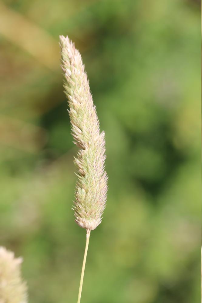 Alpiste aquatique Phalaris aquatica L., 1755