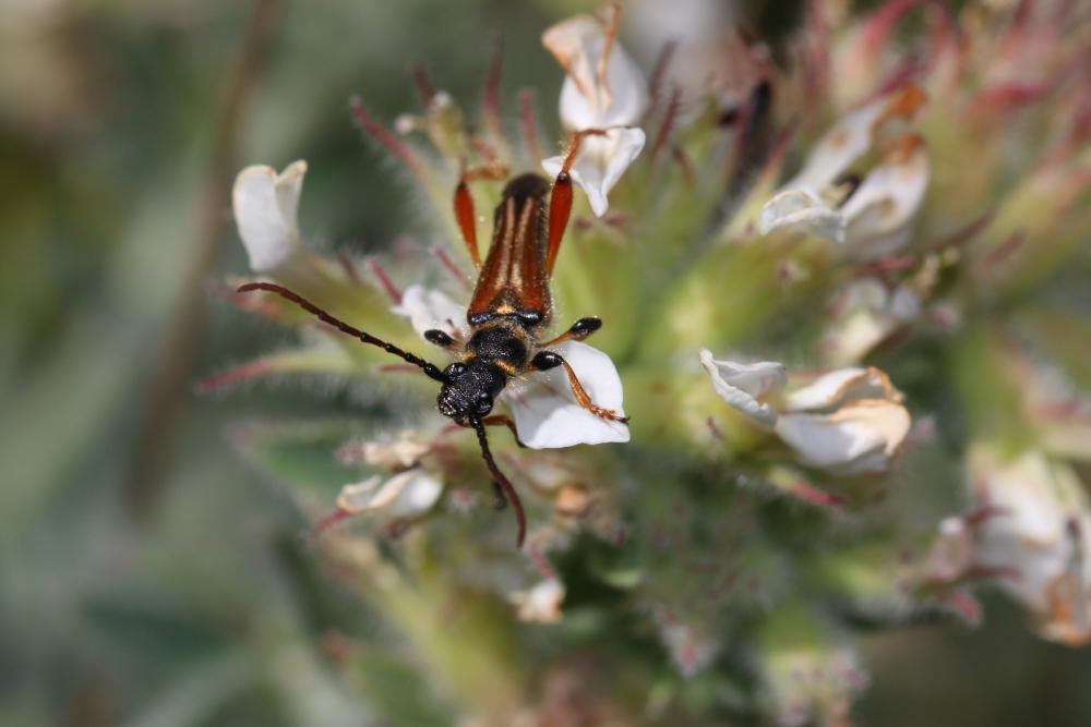 Sténoptère roux Stenopterus rufus (Linnaeus, 1767)