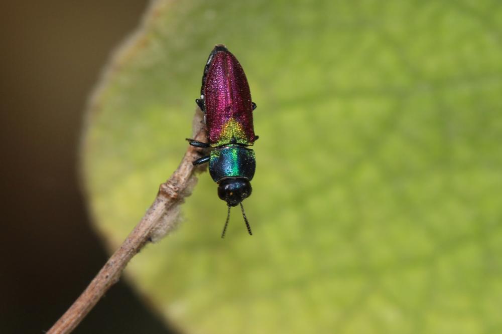 Anthaxie ecussonnée Anthaxia scutellaris (Gené, 1839)