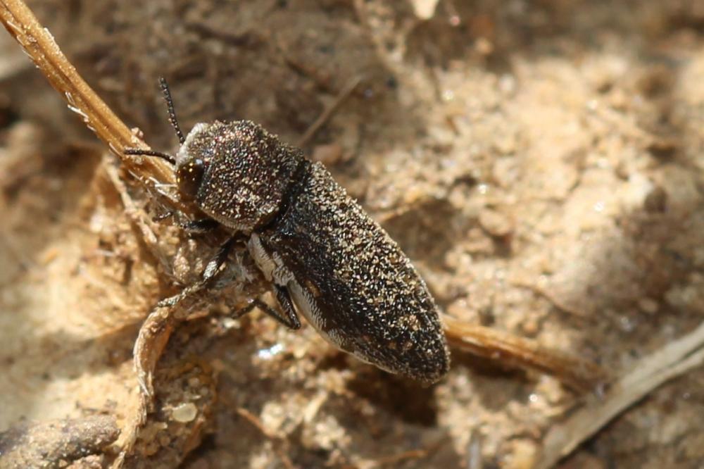  Acmaeoderella adspersula (Illiger, 1803)