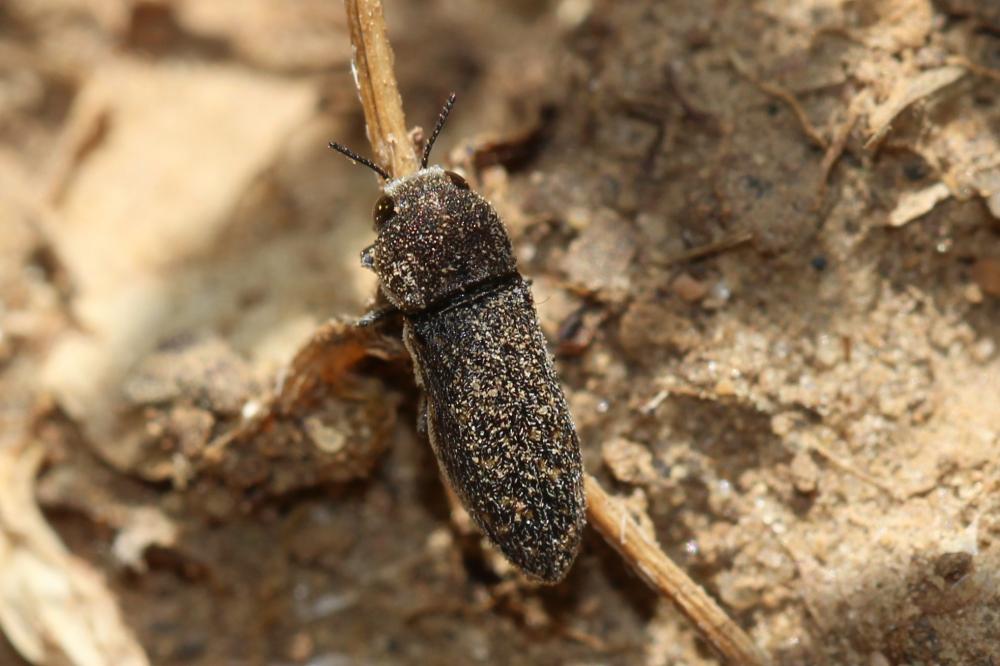  Acmaeoderella adspersula (Illiger, 1803)
