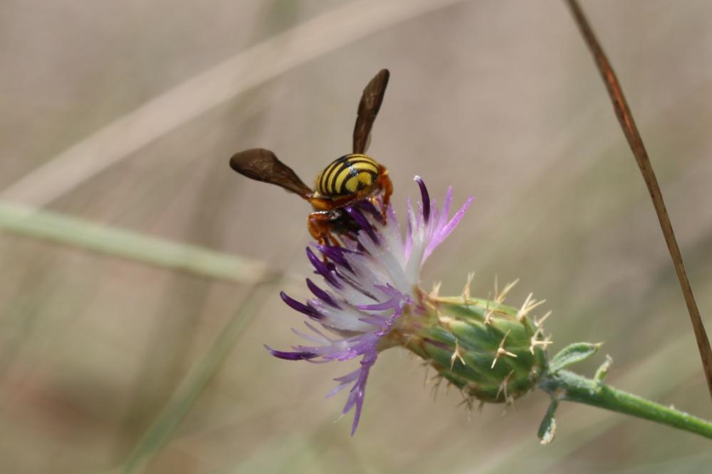 Rhodanthidium infuscatum (Erichson, 1835)