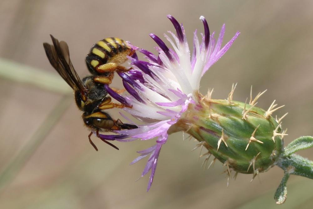  Rhodanthidium infuscatum (Erichson, 1835)