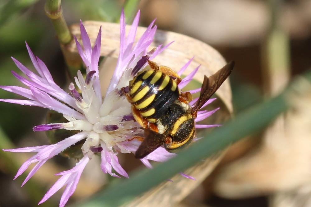  Rhodanthidium infuscatum (Erichson, 1835)