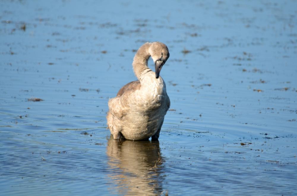 Cygne tuberculé Cygnus olor (Gmelin, 1803)