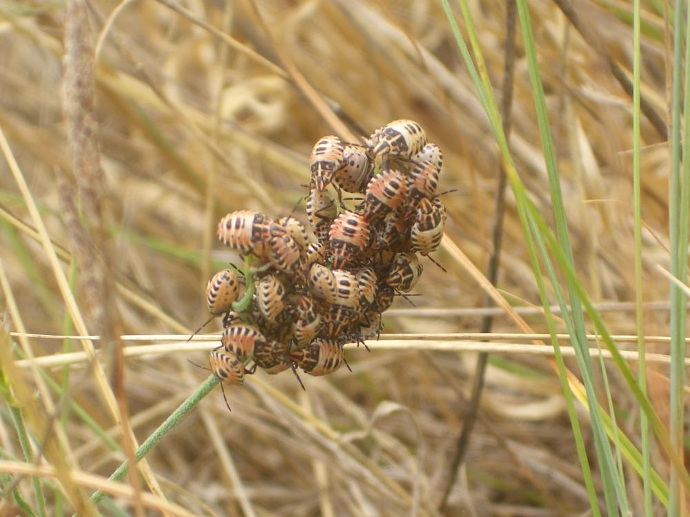 Carpocoris Kolenati, 1846