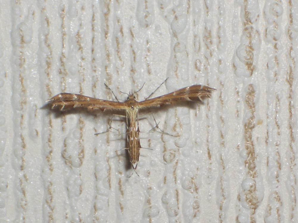  Pterophoridae Latreille, 1802