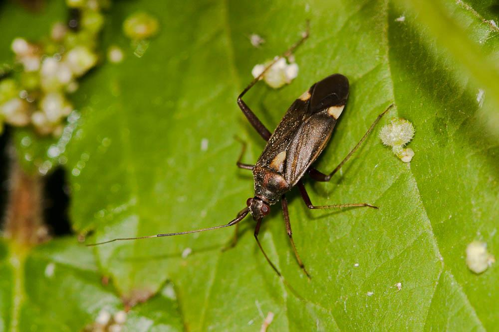  Closterotomus fulvomaculatus (De Geer, 1773)