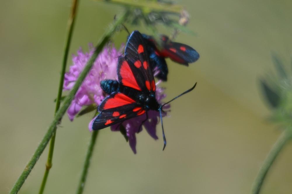 Zygène des bois (La), Zygène du Trèfle-de-montagne Zygaena lonicerae (Scheven, 1777)
