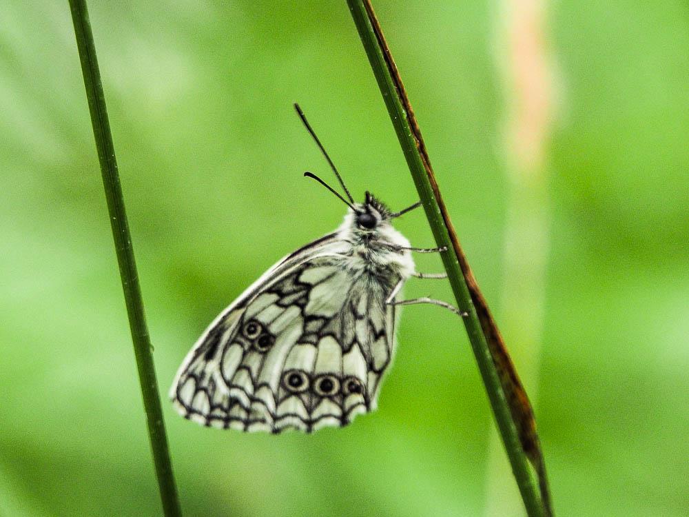 Demi-Deuil (Le), Échiquier (L'), Échiquier commun Melanargia galathea (Linnaeus, 1758)