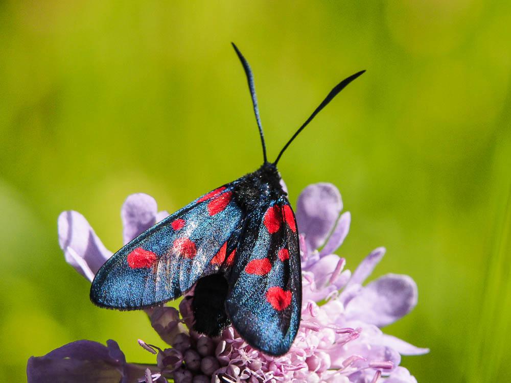 Zygène des bois (La), Zygène du Trèfle-de-montagne Zygaena lonicerae (Scheven, 1777)