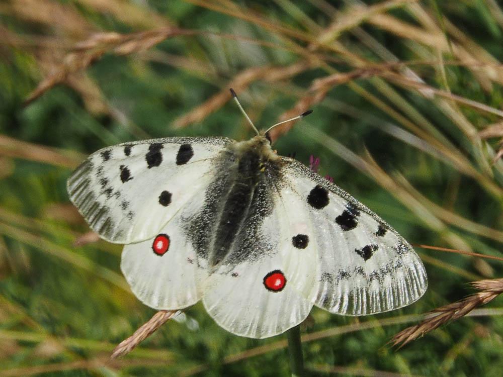 Apollon (L'), Parnassien apollon (Le) Parnassius apollo (Linnaeus, 1758)