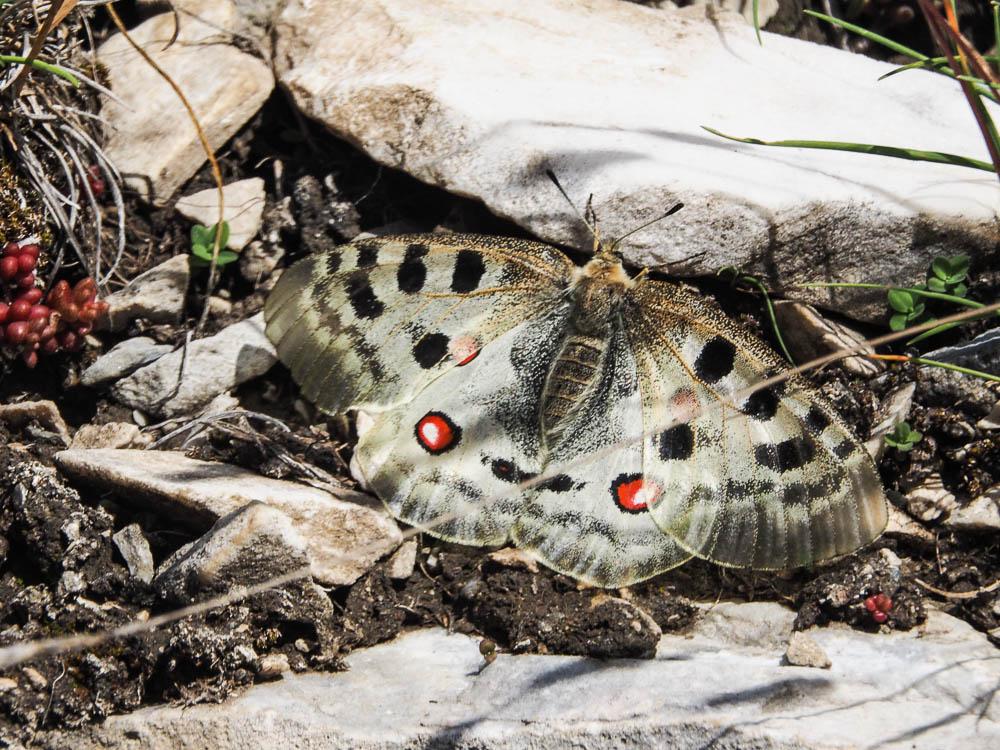 Apollon (L'), Parnassien apollon (Le) Parnassius apollo (Linnaeus, 1758)
