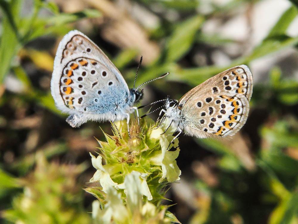 Azuré de l'Ajonc (L'), Argus bleu-violet (L'), Arg Plebejus argus (Linnaeus, 1758)