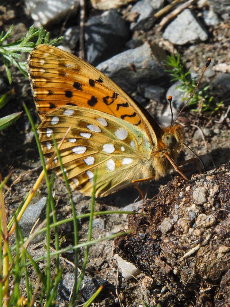 Grand Nacré (Le), Aglaé (L'), Moyen-Nacré (Le) Speyeria aglaja (Linnaeus, 1758)