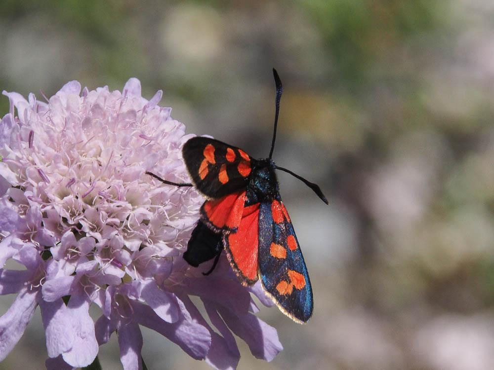 Zygène transalpine (La) Zygaena transalpina (Esper, 1780)