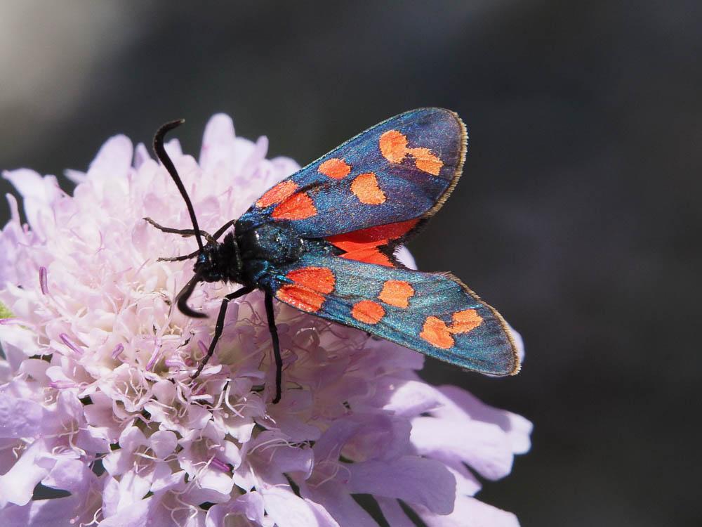Zygène transalpine (La) Zygaena transalpina (Esper, 1780)
