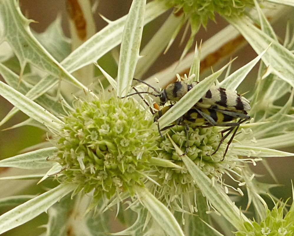 Clyte varié Chlorophorus varius (Müller, 1766)