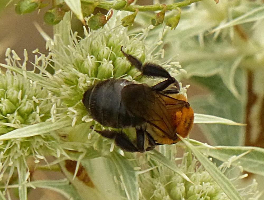 Andrena Fabricius, 1775